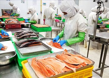 Commercial Seafood Processing