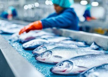 Fish Processing Plants