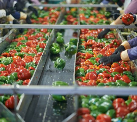 Food Processing