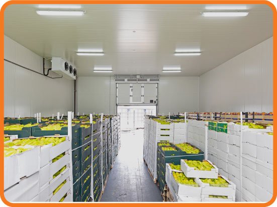 Professional Food Storage Warehouse Solutions